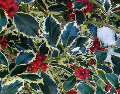 variegated holly