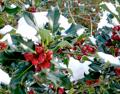 English holly